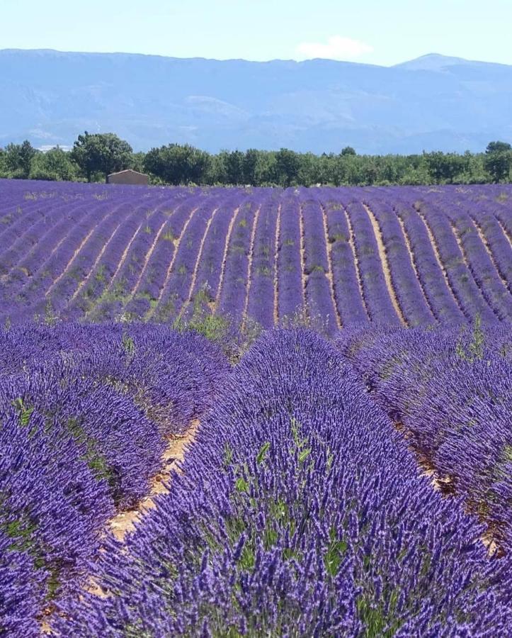 Gite La Maison Dans L'Olivette Oraison Buitenkant foto